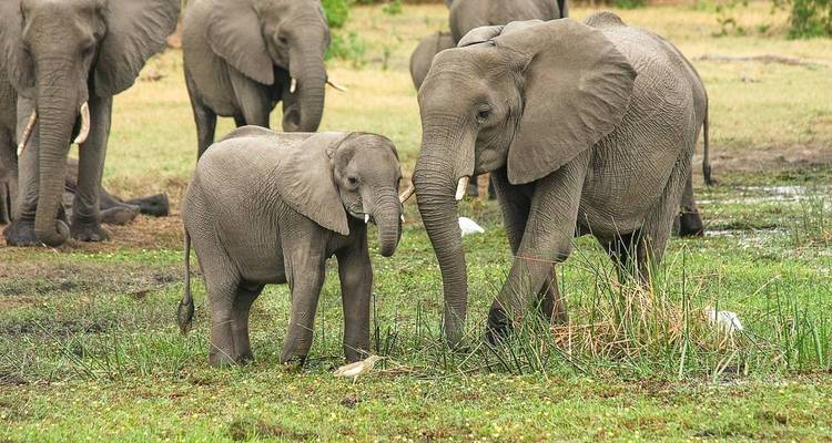 Elefantengruppe mit einem Kalb in der Nähe eines Gewässers.