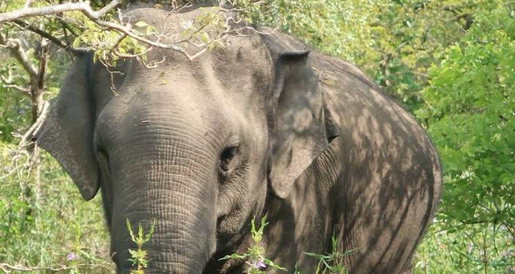 Wild Adventures - Stelaran Holidays (Pvt) Ltd 7