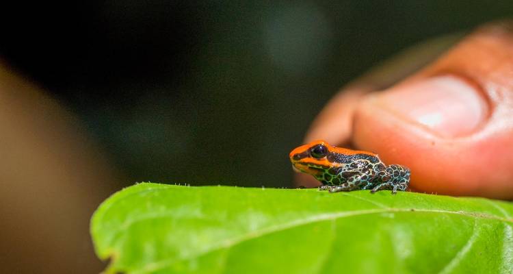 5-day Pacaya Samiria National Reserve Lodge - Tangol Tours 7