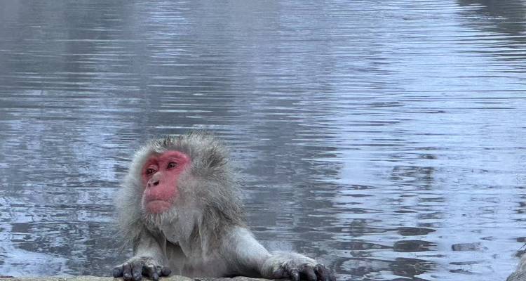 Délices d'hiver au Japon avec le singe des neiges - Stunning Tours 1