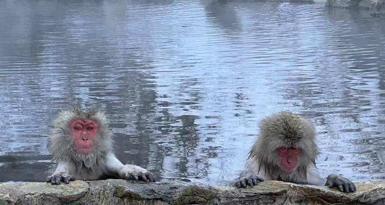 Délices d'hiver au Japon avec le singe des neiges - Stunning Tours 3