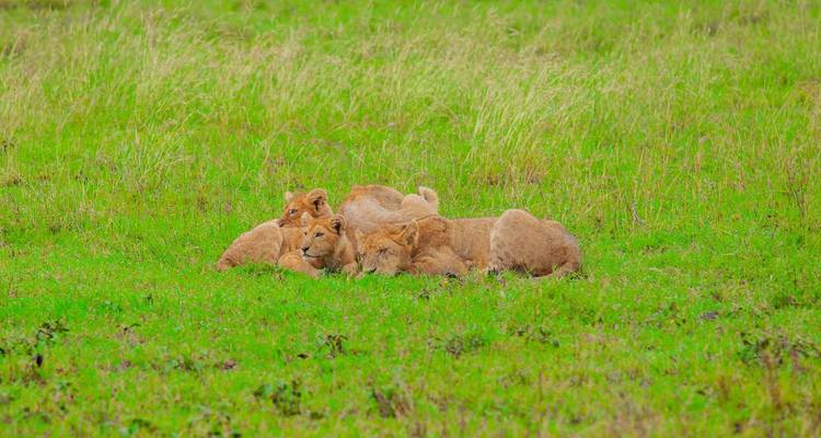 Safari en grupo de 4 días en Tanzania - Kilimanjaro Wonders Expedition Safari 4