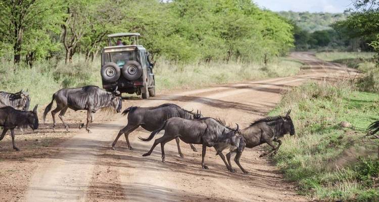 Safari en albergue de 3 días en Tanzania - Kilimanjaro Wonders Expedition Safari 2