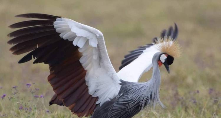4-Days Wildebeest Great Migration Luxury Safari - Kilimanjaro Wonders Expedition Safari 2