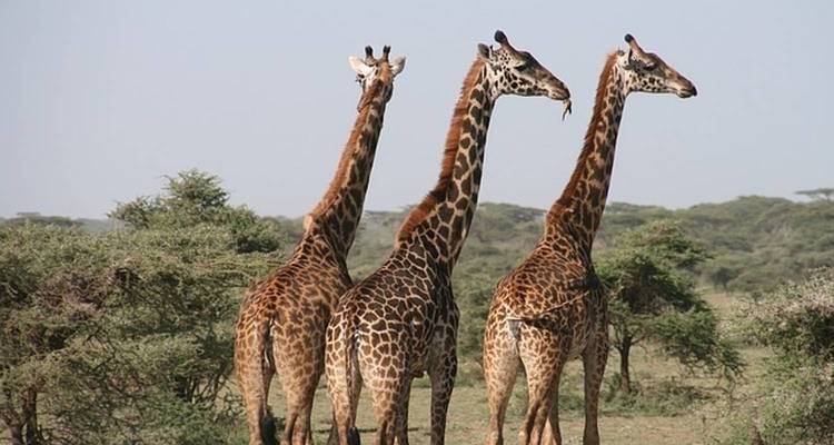 3-Days Private Camping Safari Visiting Serengeti and Ngorongoro National parks - Kilimanjaro Wonders Expedition Safari 2