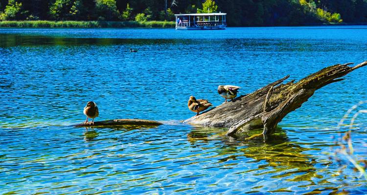 Ducks resting on a driftwood log in a crystal-clear lake with a tour boat in the background.