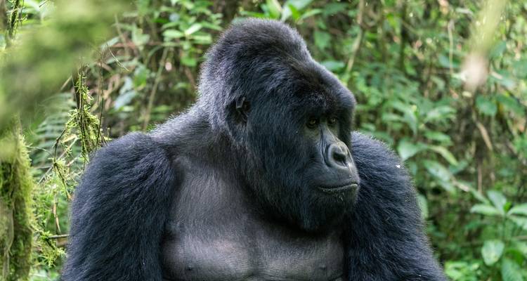 2 Days Uganda Gorilla Trekking Via Kigali - Rwanda Eco Company and Safaris  5