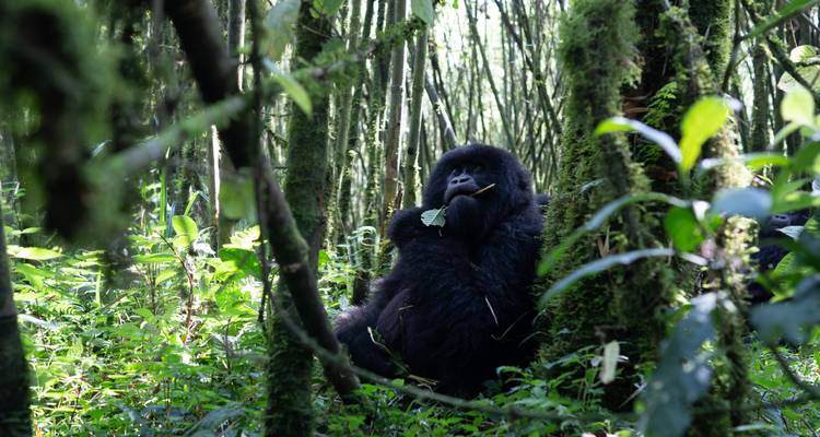 2 Days Uganda Gorilla Trekking Via Kigali - Rwanda Eco Company and Safaris  1