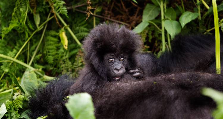 2 Days Uganda Gorilla Trekking Via Kigali - Rwanda Eco Company and Safaris  2