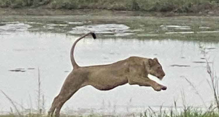 SAFARI DE LUNE DE MIEL DE 7 JOURS : LA FAUNE ET LA FLORE DE LA TANZANIE ET L'ÉVASION DE LUXE - Kilimanjaro Wonders Expedition Safari 4