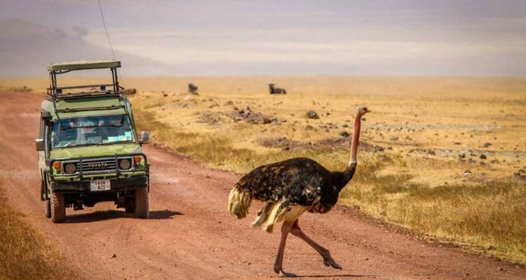 3 días Comfort plus (Safari Serengeti y Ngorongoro) - Kilimanjaro Wonders Expedition Safari 1