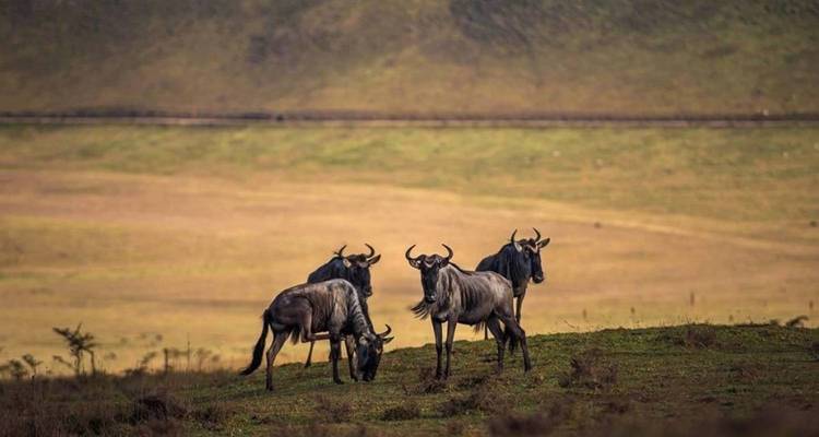 6 Days, 5 Nights Private Mid-range Safari Tanzania - Kilimanjaro Wonders Expedition Safari 2