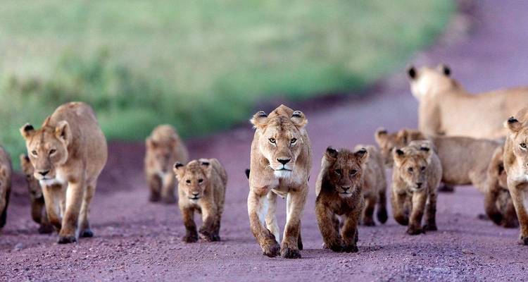 6 jours de safari Big Five à Selous et Ruaha - Kilimanjaro Wonders Expedition Safari 2
