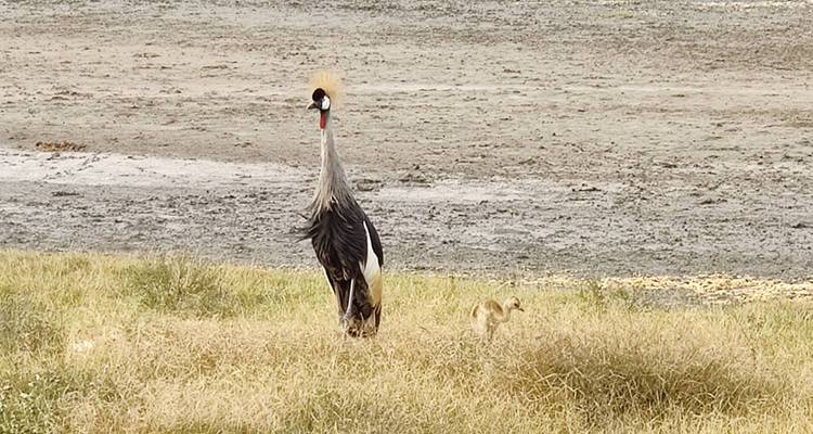 6 jours de safari Big Five à Selous et Ruaha - Kilimanjaro Wonders Expedition Safari 4