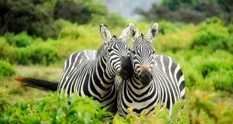 7-day Discovery Tanzania Safari Central and Southern Circuit *Mikumi NP & Ruaha NP* - Kilimanjaro Wonders Expedition Safari 3