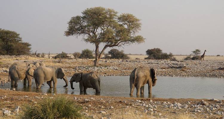 Route du Cap et de la Namibie - HoneyBadger Travel & Tours 3