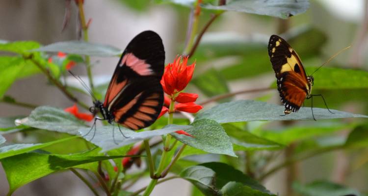 An Andean Adventure: From the Highlands to the Cloudforest - Authentic Ecuador 1
