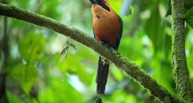An Andean Adventure: From the Highlands to the Cloudforest - Authentic Ecuador 2
