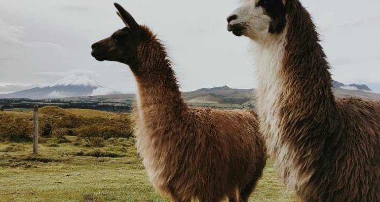 An Andean Adventure: From the Highlands to the Cloudforest - Authentic Ecuador 8