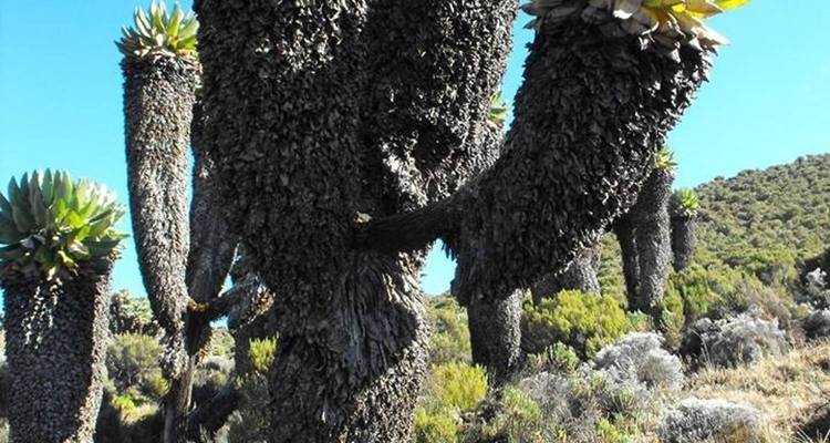 9 Days Mount Kilimanjaro Climbing - Rongai Route - Kilimanjaro Wonders Expedition Safari 2
