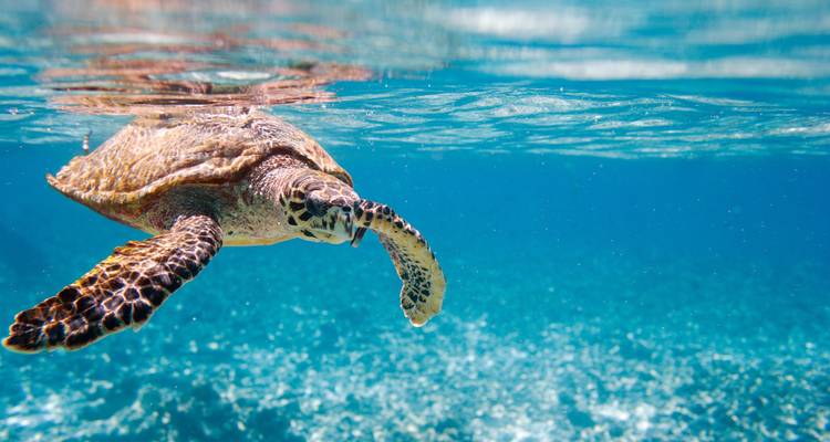 Una tortuga marina nadando bajo el agua en aguas oceánicas azules y cristalinas.