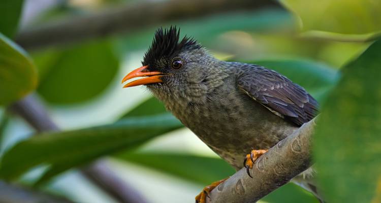Un pájaro posado en una rama con un fondo verde borroso.
