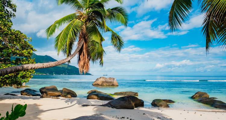 Una playa tropical con una palmera inclinada y rocas a lo largo de la orilla.