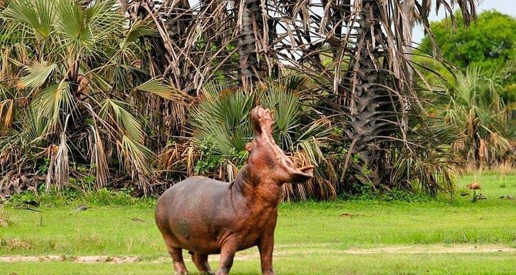 Serengeti Wildlife Experience - Kilimanjaro Wonders Expedition Safari 4