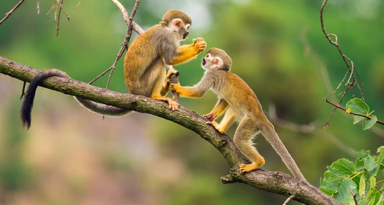 Amazon Jungle & Cultural Expedition 2-Day Tour - Gran Colombia Tours 1