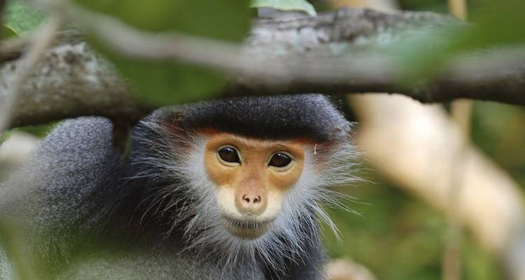 Sur les traces des primates : Les trésors cachés de la jungle vietnamienne - DIAMIR Erlebnisreisen 3