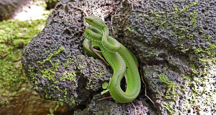 Sur les traces des primates : Les trésors cachés de la jungle vietnamienne - DIAMIR Erlebnisreisen 6