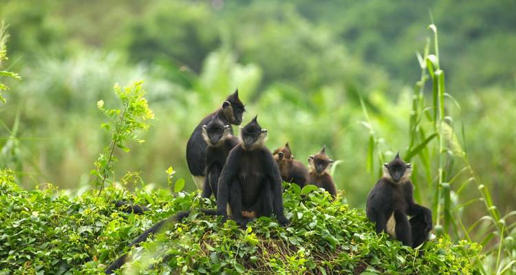 Sur les traces des primates : Les trésors cachés de la jungle vietnamienne - DIAMIR Erlebnisreisen 7
