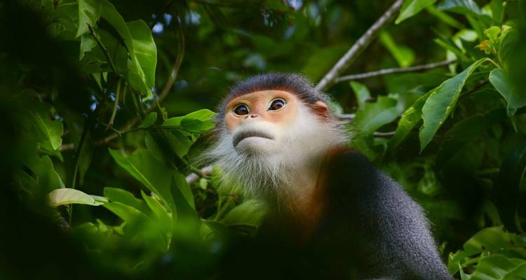Sur les traces des primates : Les trésors cachés de la jungle vietnamienne - DIAMIR Erlebnisreisen 9
