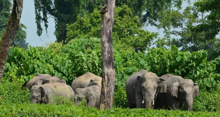 Introducción al lujo en Kerala - Golden Triangle India Tours 2