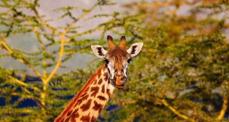 Safari de 3 días por Tanzania - Kilimanjaro Wonders Expedition Safari 4