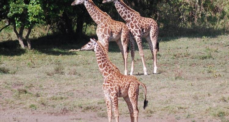 Safari de 4 días por el Serengeti y el Ngorongoro - Kilimanjaro Wonders Expedition Safari 2