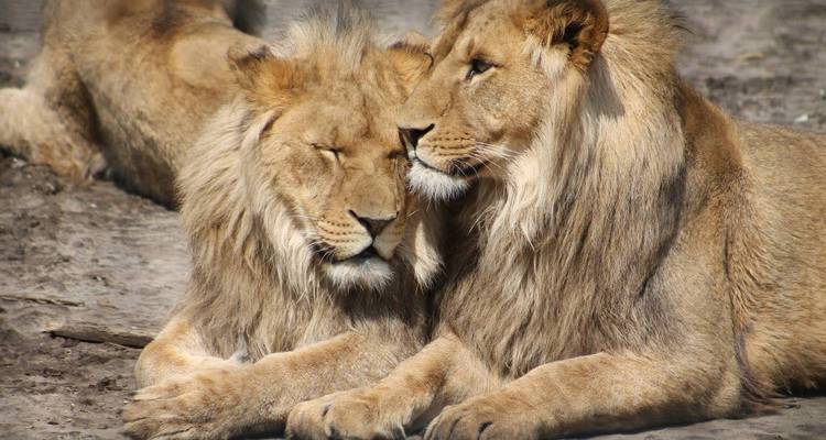 Zwei Löwen, die nah beieinander ruhen.