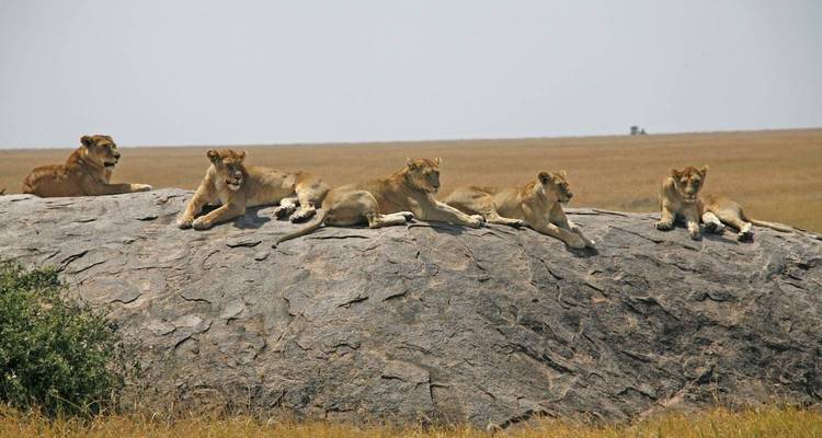 Eine Gruppe von Löwen, die auf einem großen Felsen liegt.