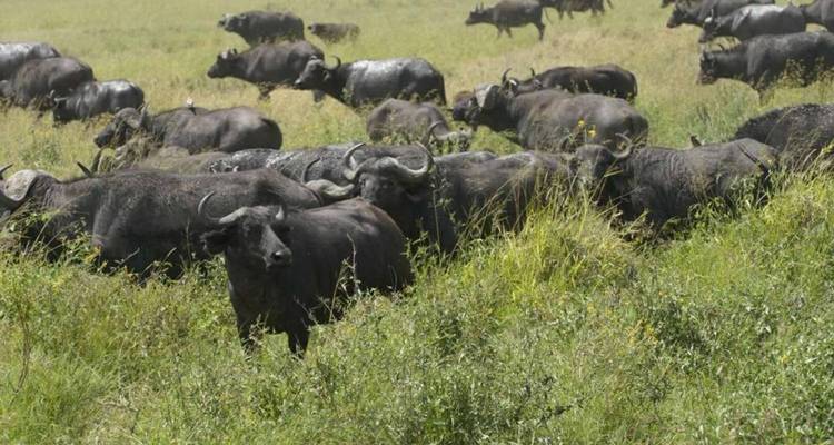 Eine Büffelherde weidet auf einer grasbewachsenen Wiese.