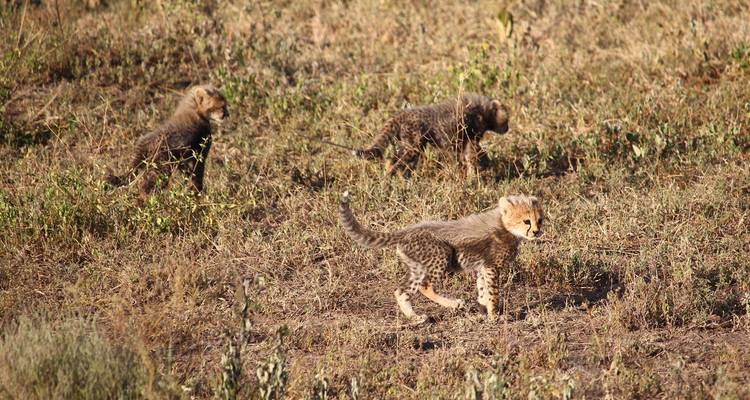 Drei Gepardenjunge spielen im trockenen Gras.