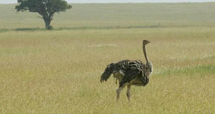 Safari de 4 días a Tarangire, Serengeti y Ngorongoro - Kilimanjaro Wonders Expedition Safari 1
