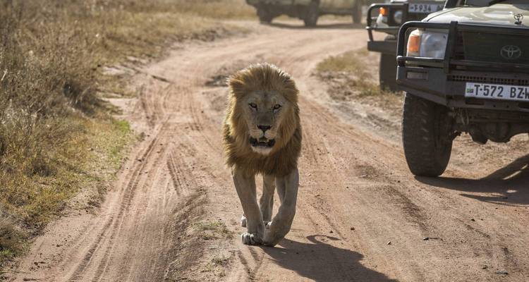 León caminando por un camino de tierra junto a vehículos de safari.