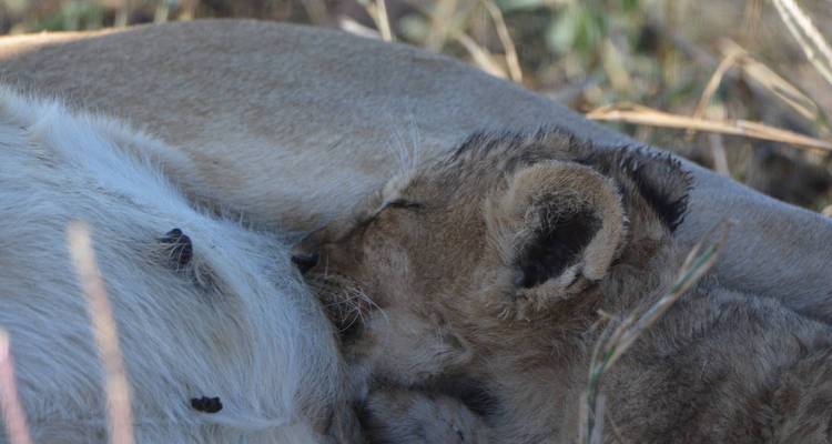 Cachorro de león acurrucándose contra su madre en un entorno natural.