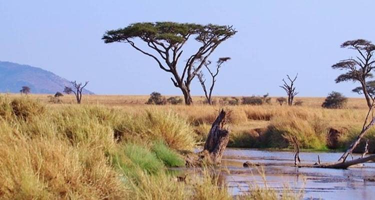 Paisaje del Serengeti con árboles dispersos y una pequeña masa de agua.