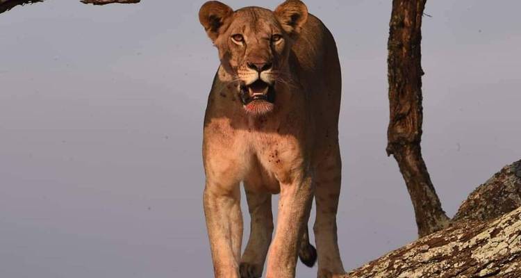 Safari de 3 días de Arusha a Ngorongoro y Tarangire - Kilimanjaro Wonders Expedition Safari 3