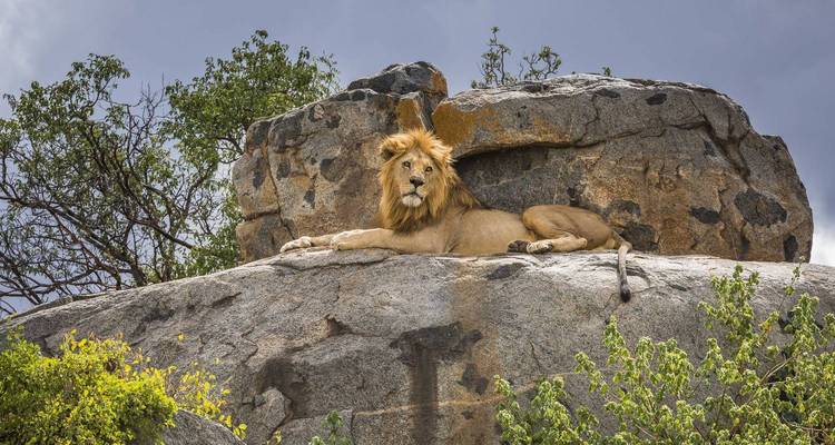 Safari de 5 días al Serengeti, Ngorongoro y Manyara - Kilimanjaro Wonders Expedition Safari 4
