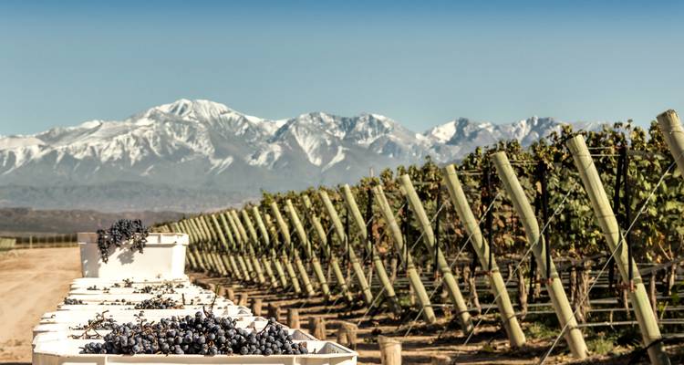 7 días Argentina: De Buenos Aires a la región vinícola de Mendoza - Responsible Travel South America 4