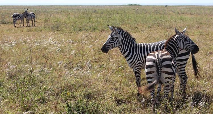 Zebras, die in einem Feld mit hohem Gras stehen.