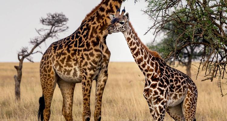 Zwei Giraffen, die miteinander in der Savanne interagieren.