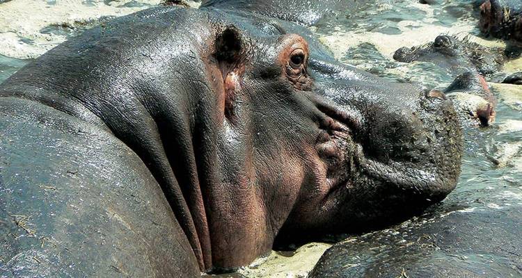 Nahaufnahme eines Flusspferdes, das teilweise im Wasser untergetaucht ist.